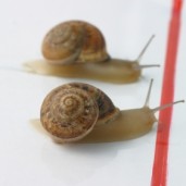 snail-race[1]