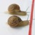 snail-race[1]
